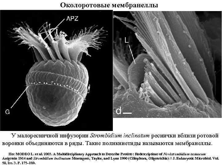 Околоротовые мембранеллы У малоресничной инфузории Strombidium inclinatum реснички вблизи ротовой воронки объединяются в ряды.