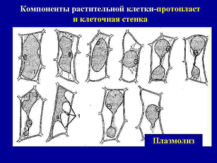 Влияние солей тяжелых металлов на плазмолиз протопласта растительной клетки проект