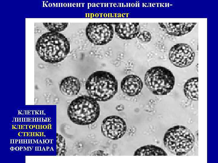 Компонент растительной клеткипротопласт КЛЕТКИ, ЛИШЕННЫЕ КЛЕТОЧНОЙ СТЕНКИ, ПРИНИМАЮТ ФОРМУ ШАРА 