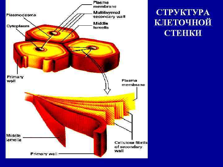 СТРУКТУРА КЛЕТОЧНОЙ СТЕНКИ 