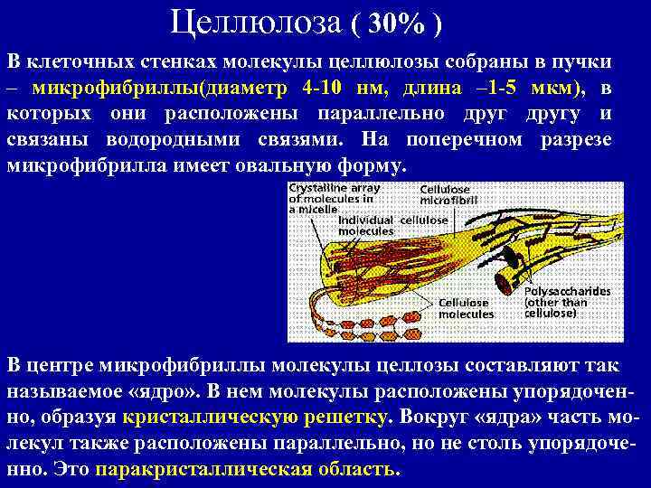 Целлюлоза ( 30% ) В клеточных стенках молекулы целлюлозы собраны в пучки – микрофибриллы(диаметр