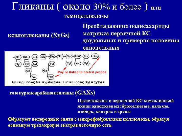 Гликаны ( около 30% и более ) или гемицеллюлозы ксилоглюканы (Xy. Gs) Преобладающие полисахариды