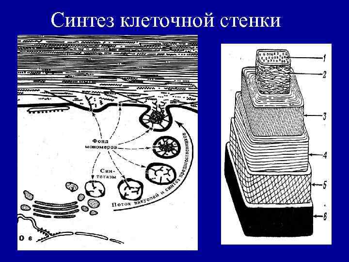 Синтез клеточной стенки 