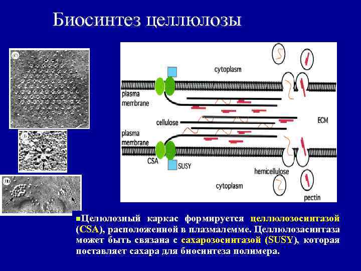 Биосинтез целлюлозы n. Целюлозный каркас формируется целлюлозосинтазой (CSA), расположенной в плазмалемме. Целлюлозасинтаза может быть