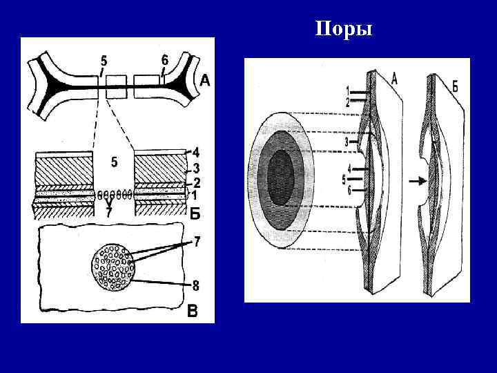 Поры 