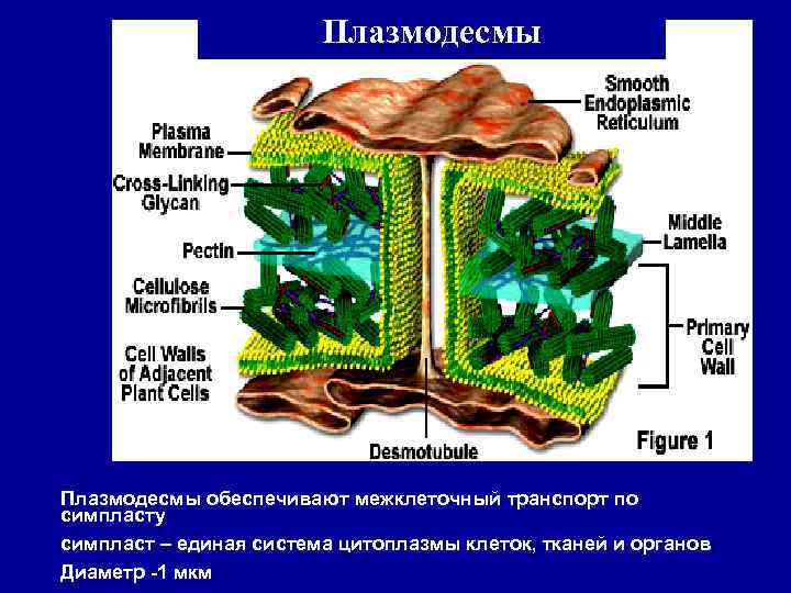 Плазмодесмы обеспечивают межклеточный транспорт по симпласту симпласт – единая система цитоплазмы клеток, тканей и