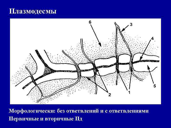 Плазмодесмы Морфологически: без ответвлений и с ответвлениями Первичные и вторичные Пд 