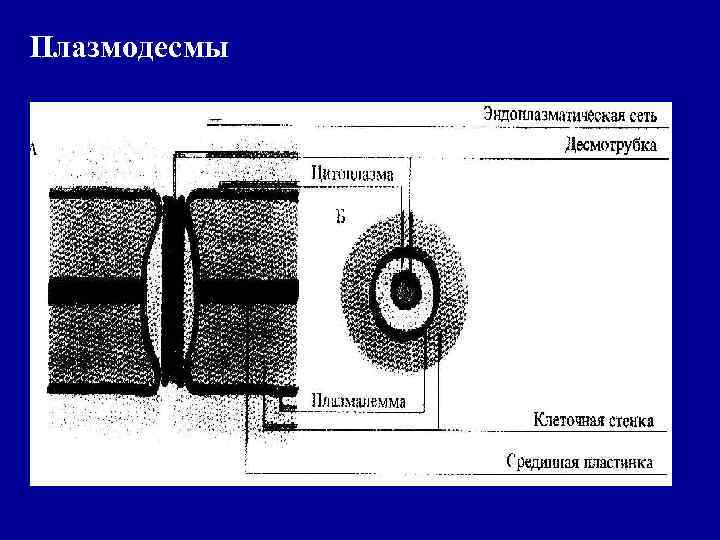 Плазмодесмы 