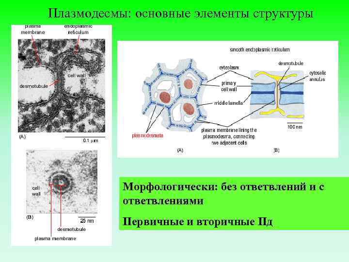 Плазмодесмы: основные элементы структуры Морфологически: без ответвлений и с ответвлениями Первичные и вторичные Пд