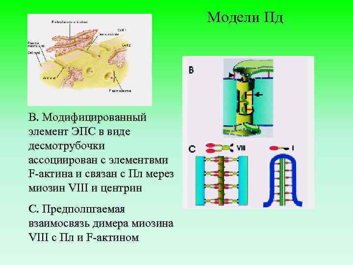 Модели Пд В. Модифицированный элемент ЭПС в виде десмотрубочки ассоциирован с элементвми F-актина и