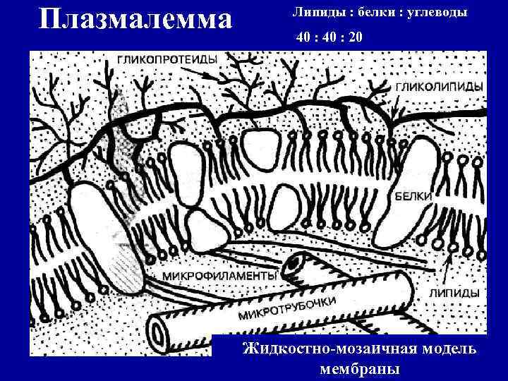 Плазмалемма Липиды : белки : углеводы 40 : 20 Жидкостно-мозаичная модель мембраны 