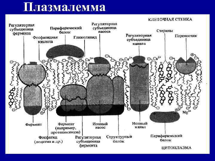 Плазмалемма