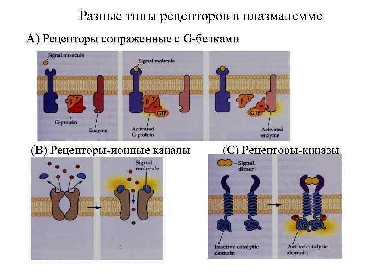 Разные типы рецепторов в плазмалемме А) Рецепторы сопряженные с G-белками (В) Рецепторы-ионные каналы (С)