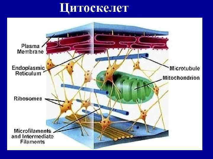 Цитоскелет 