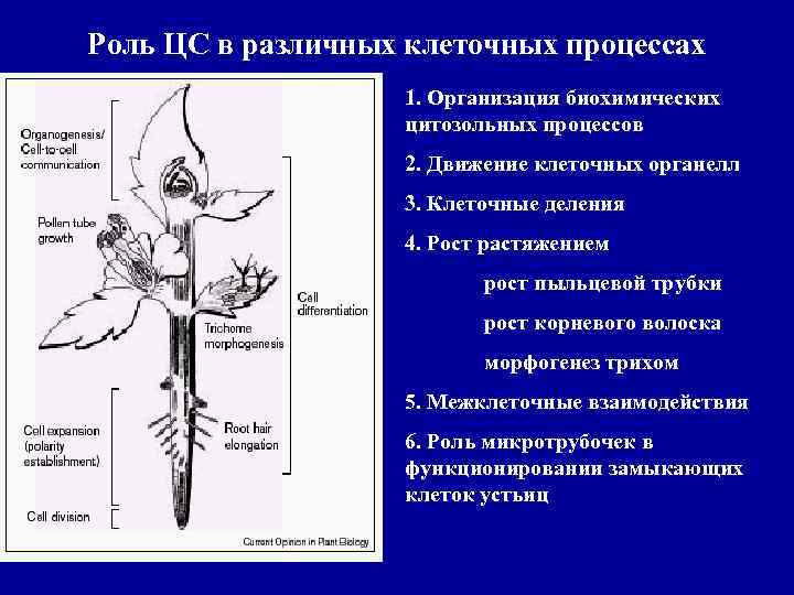 Роль ЦС в различных клеточных процессах 1. Организация биохимических цитозольных процессов 2. Движение клеточных