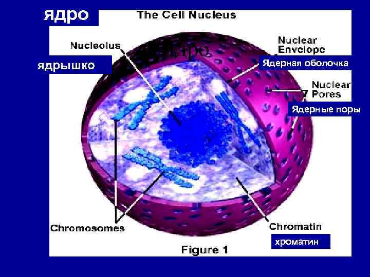 ядро ядрышко Ядро Ядерная оболочка Ядерные поры хроматин 