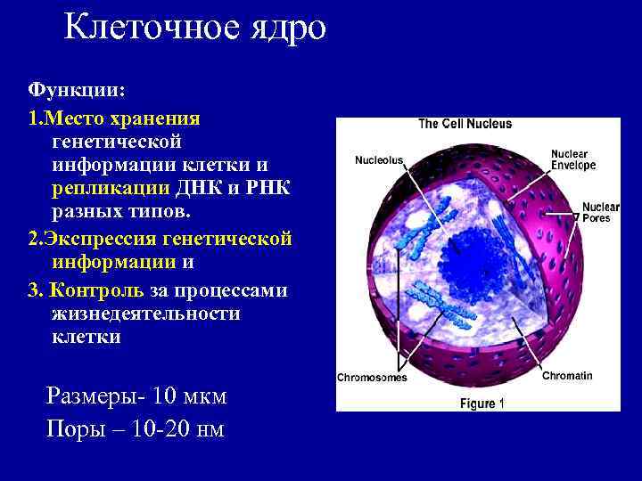 Наследственную информацию клетки выполняет