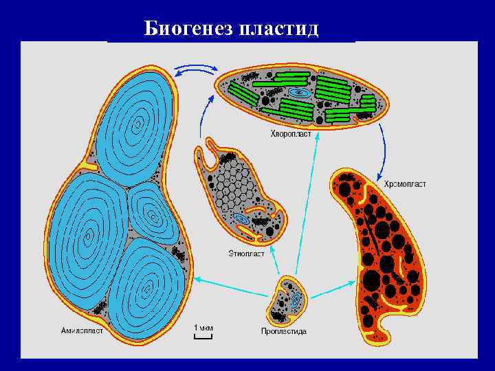 Биогенез пластид 