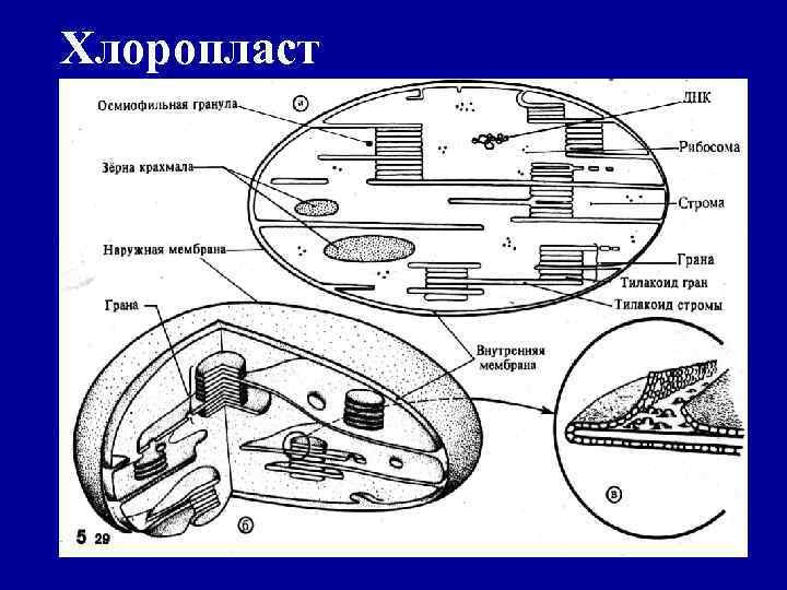 Хлоропласт 