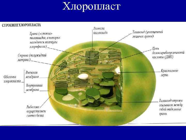 В каких клетках расположена основная масса хлоропластов. Строение хлоропласта растительной клетки. Строение клетки хлоропласты. Хлоропласты растительной клетки строение и функции. Схема строения хлоропласта.