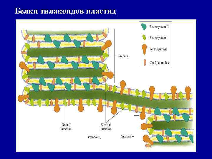 Белки тилакоидов пластид 