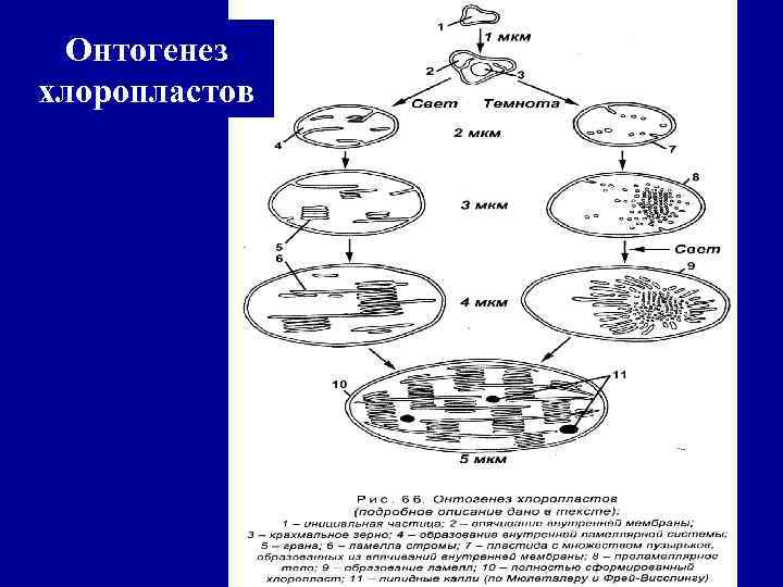 Онтогенез хлоропластов 