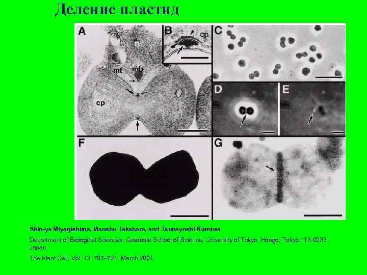 Деление пластид Shin-ya Miyagishima, Manabu Takahara, and Tsuneyoshi Kuroiwa Department of Biological Sciences, Graduate