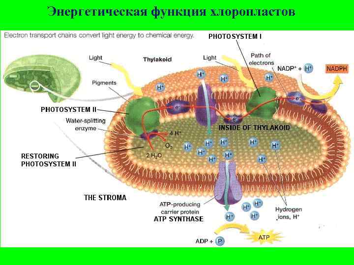 Энергетическая функция хлоропластов 