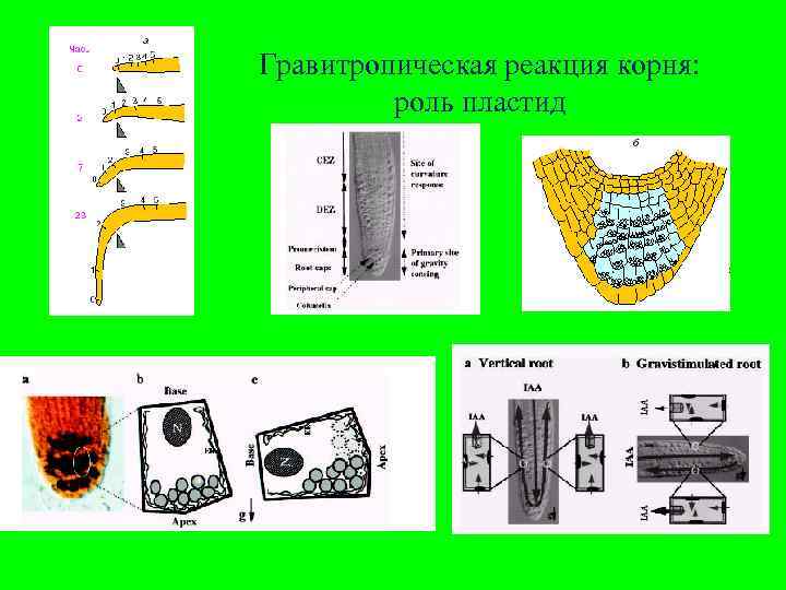 Гравитропическая реакция корня: роль пластид 