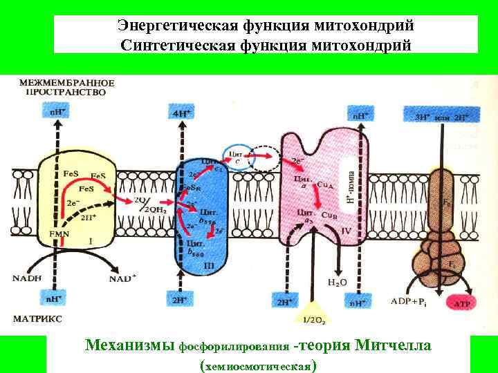 Энергетическая функция митохондрий Синтетическая функция митохондрий Механизмы фосфорилирования -теория Митчелла (хемиосмотическая) 