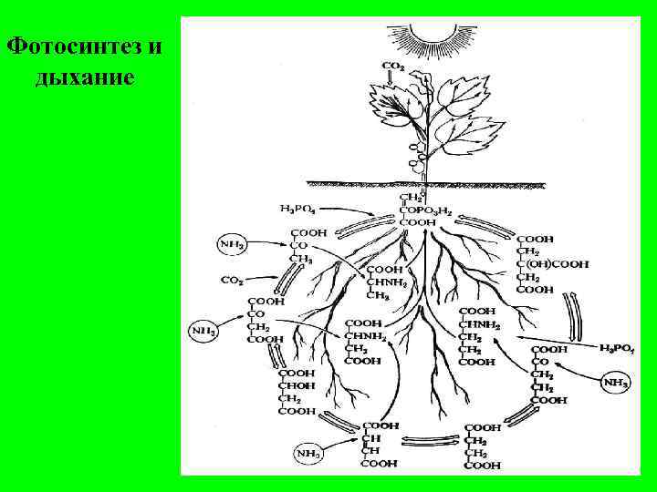 Фотосинтез и дыхание 