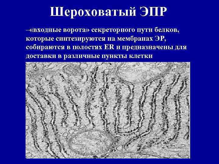 Шероховатый ЭПР – «входные ворота» секреторного пути белков, которые синтезируются на мембранах ЭР, собираются