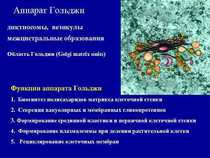 Аппарат Гольджи диктиосомы, везикулы межцистральные образования Область Гольджи (Golgi matrix units) Функции аппарата Гольджи