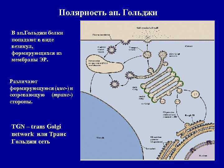 Полярность ап. Гольджи В ап. Гольджи белки попадают в виде везикул, формирующихся из мембраны