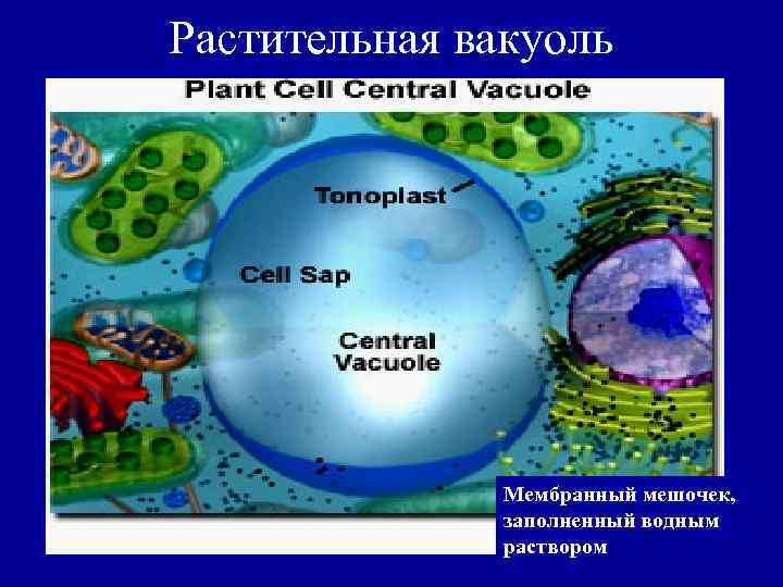 Растительная вакуоль Мембранный мешочек, заполненный водным раствором 