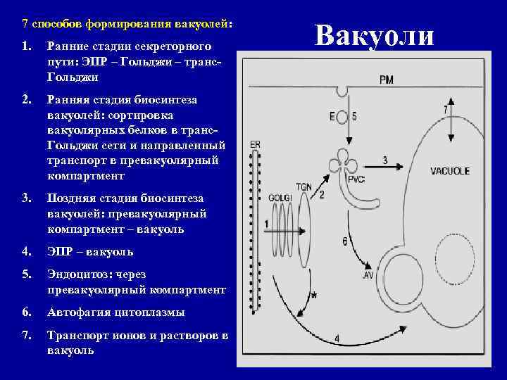 7 способов формирования вакуолей: 1. Ранние стадии секреторного пути: ЭПР – Гольджи – транс.