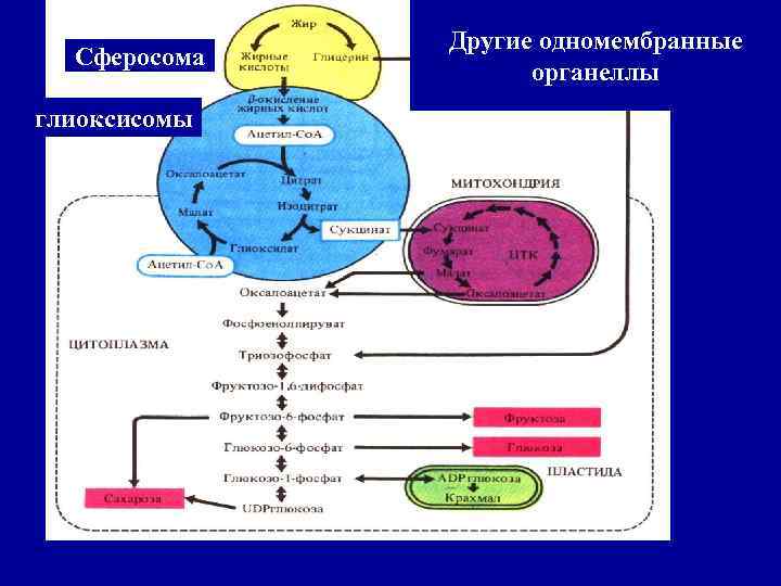 Сферосома глиоксисомы Другие одномембранные органеллы 