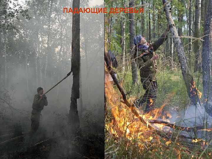 ПАДАЮЩИЕ ДЕРЕВЬЯ 