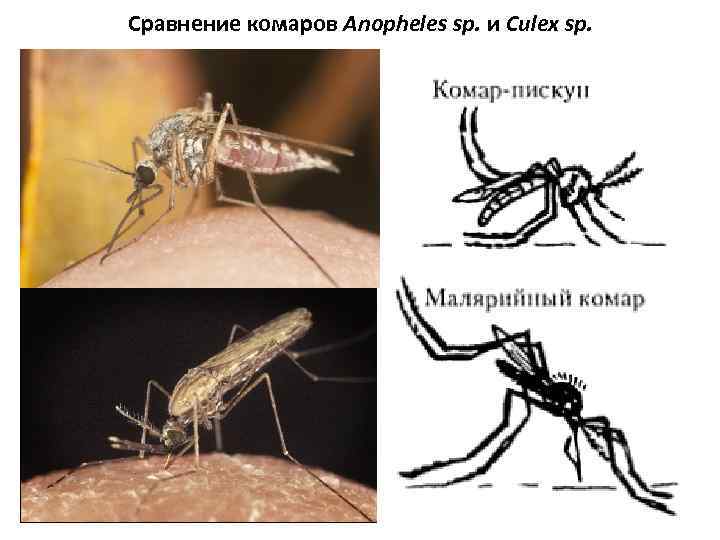 Сравнение комаров Anopheles sp. и Culex sp. 