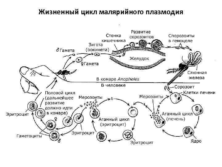 Жизненный цикл малярийного плазмодия 