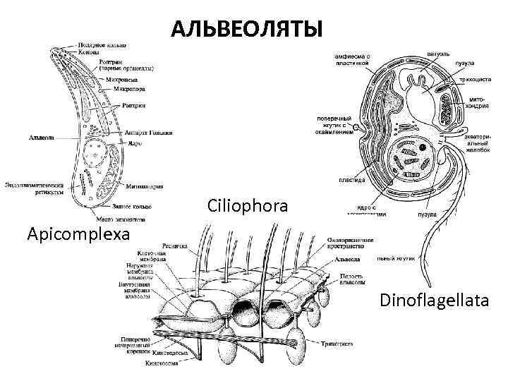 АЛЬВЕОЛЯТЫ Ciliophora Apicomplexa Dinoflagellata 