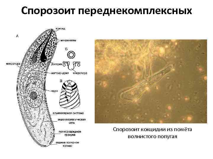 Спорозоит переднекомплексных Спорозоит кокцидии из помёта волнистого попугая 