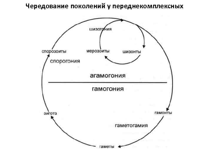 Чередование поколений у переднекомплексных 