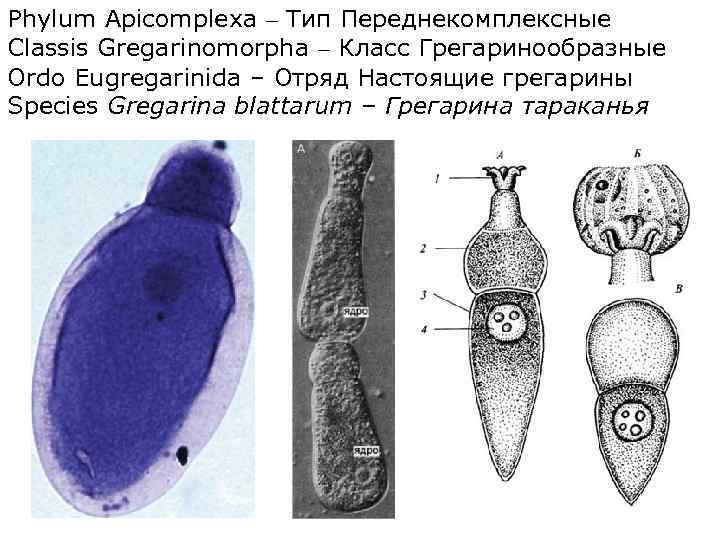 Phylum Apicomplexa – Тип Переднекомплексные Classis Gregarinomorpha – Класс Грегаринообразные Ordo Eugregarinida – Отряд