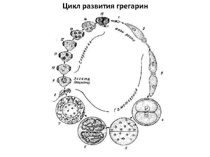 Цикл развития грегарин 