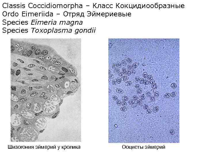 Classis Coccidiomorpha – Класс Кокцидиообразные Ordo Eimeriida – Отряд Эймериевые Species Eimeria magna Species