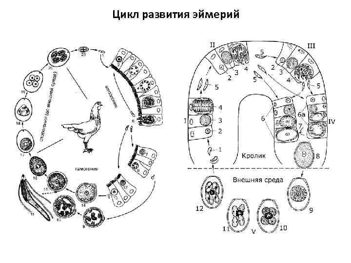 Цикл развития эймерий 