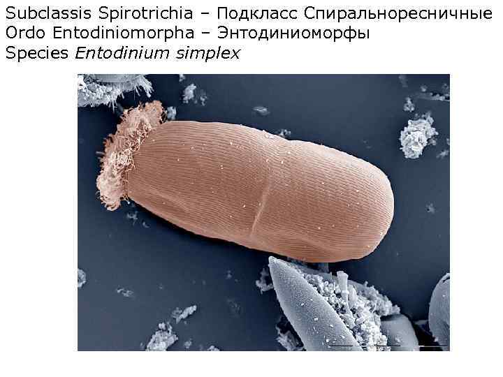 Subclassis Spirotrichia – Подкласс Спиральноресничные Ordo Entodiniomorpha – Энтодиниоморфы Species Entodinium simplex 