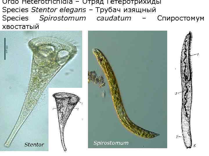Ordo Heterotrichidia – Отряд Гетеротрихиды Species Stentor elegans – Трубач изящный Species Spirostomum caudatum