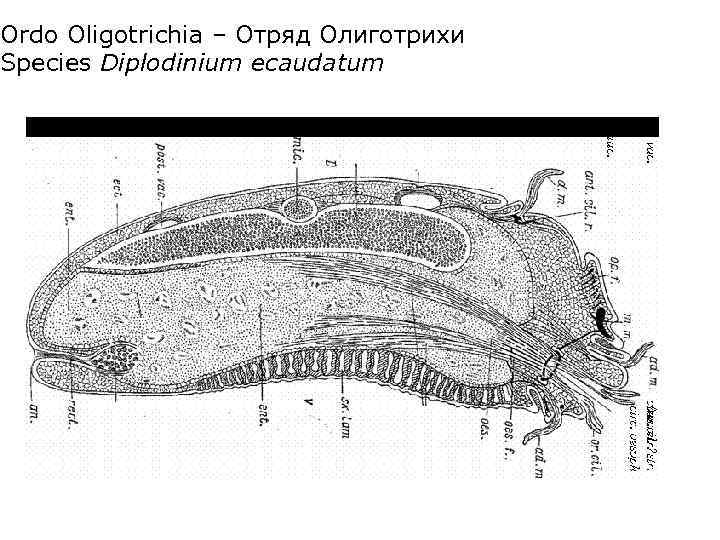 Ordo Oligotrichia – Отряд Олиготрихи Species Diplodinium ecaudatum 